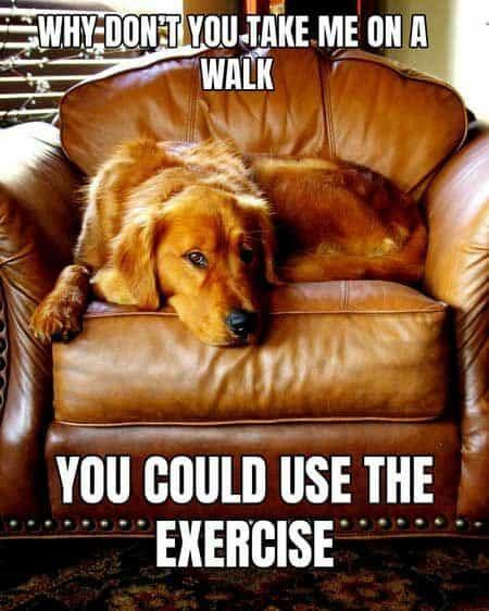 Golden retriever meme - why don't you take me on a walk you could use the exercise