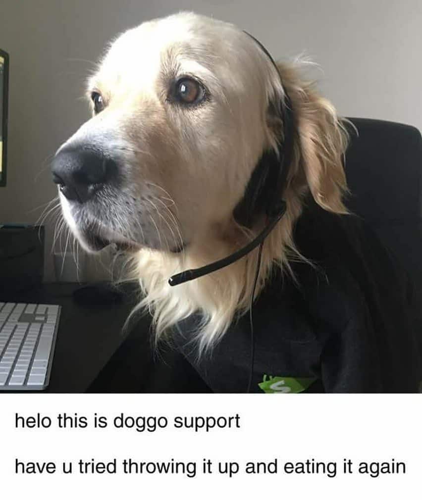 Golden retriever meme - hello this is doggo support have u tried throwing it up and eating it again