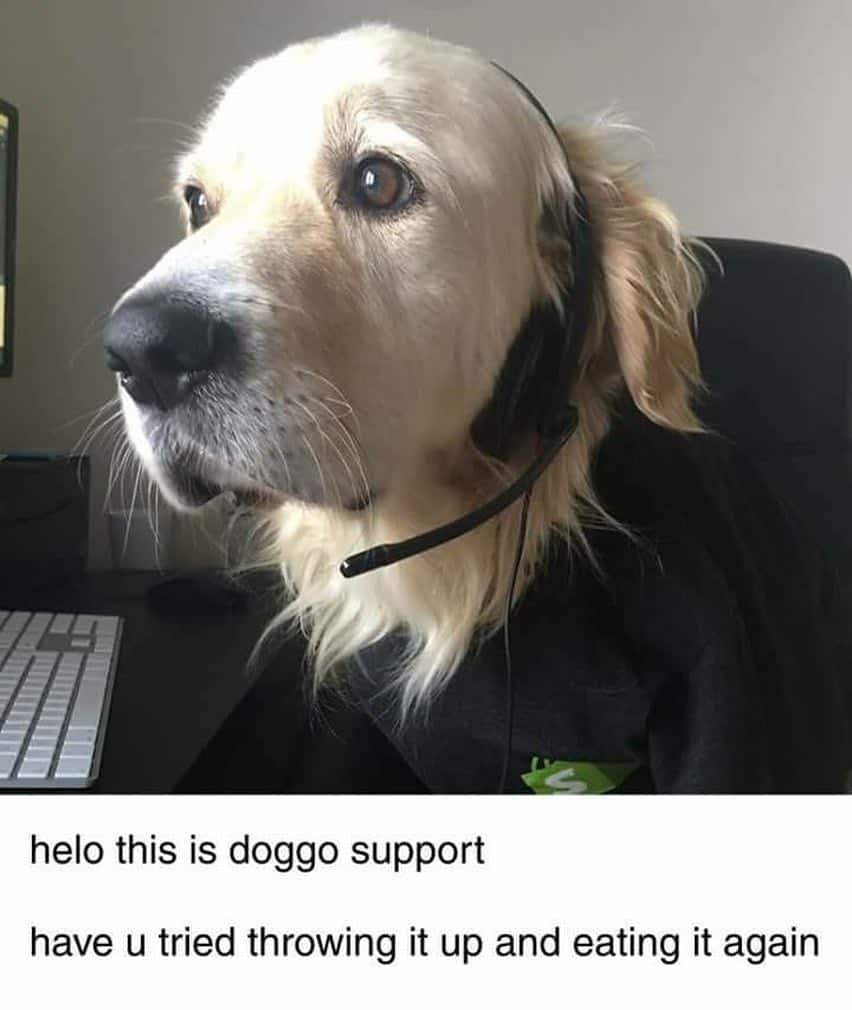 Golden Retriever Meme - hello this is doggo support have u tried throwing it up and eating it again