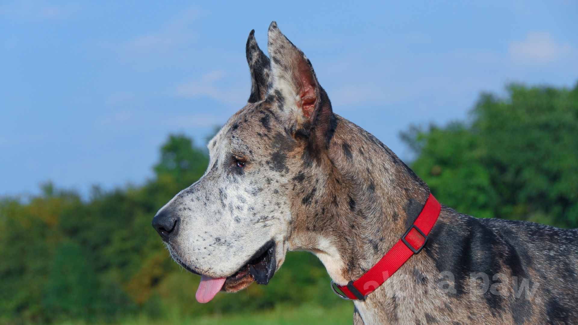 Great Dane X Greyhound