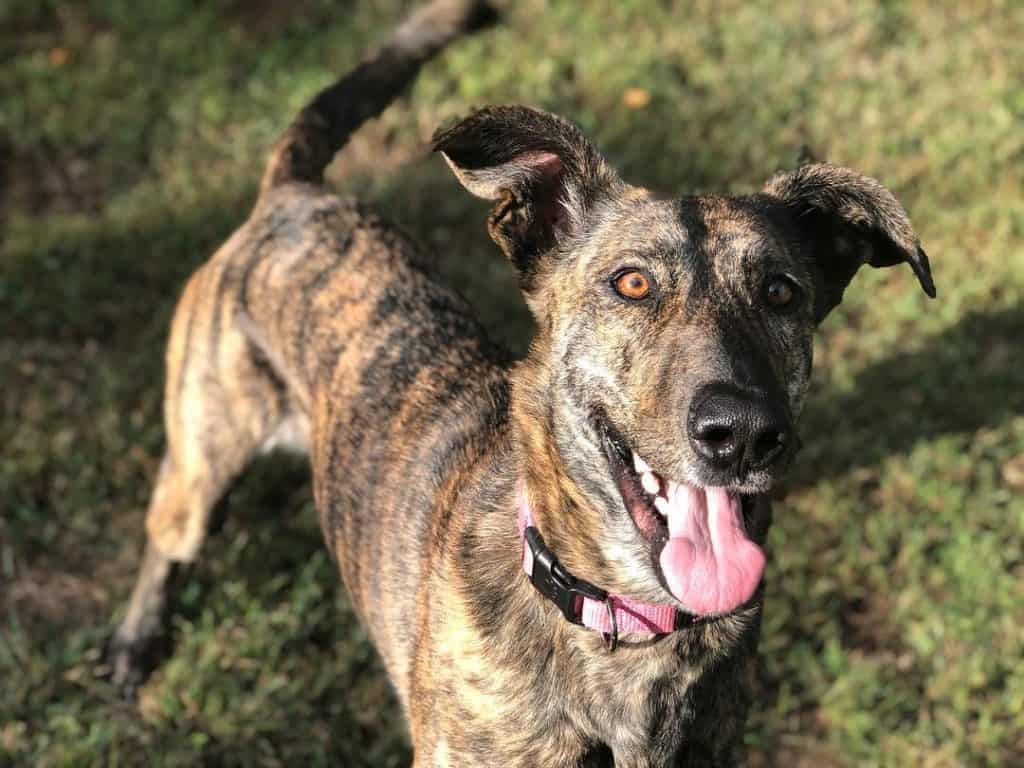 Australian shepherd greyhound mix