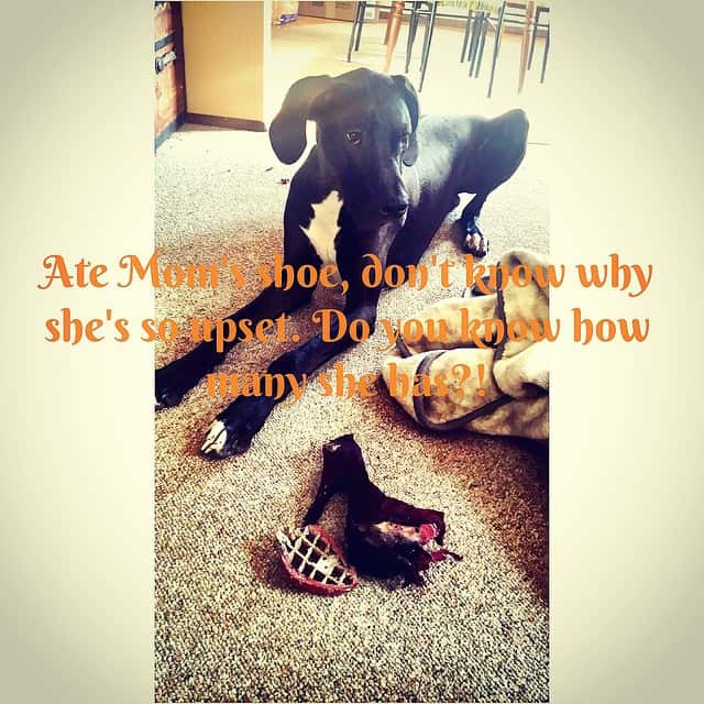 Great Dane Meme - Ate mom shoe,don't know why she's so upset. Do you know how many she has