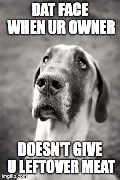 Great dane meme - dat face when ur owner doesn't give u leftover meat