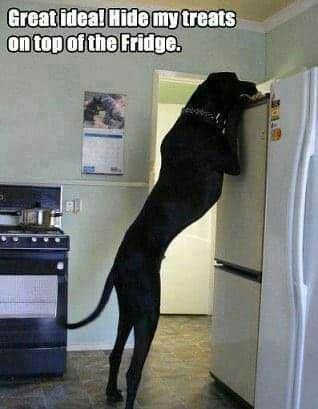 Great Dane Meme - Great idea! Hide my treats on top of the Fridge.