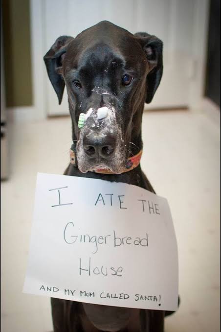 Great dane meme - i ate the ginger bread house and my mom called santa!