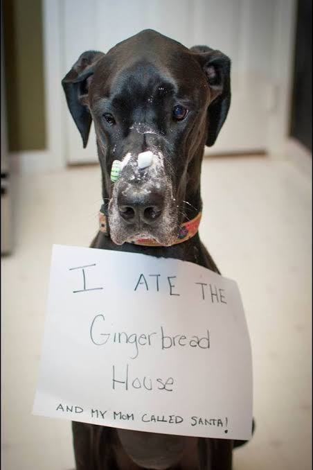 Great Dane Meme - I ate the ginger bread house and my mom called santa!