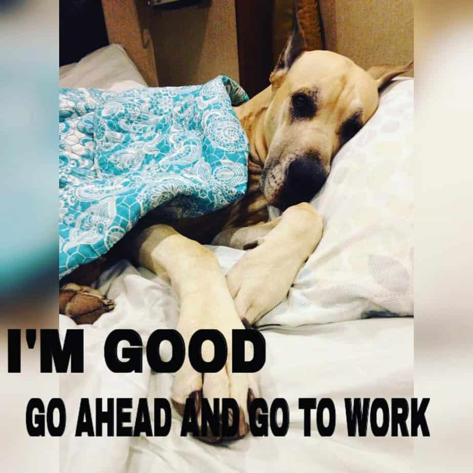 Great dane meme - i'm good go ahead and go to work