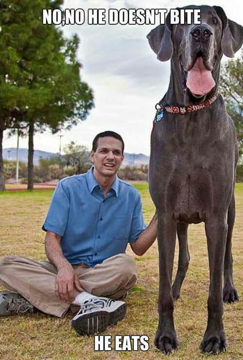 Great Dane Meme - No, no he doesn't bite. He eats.