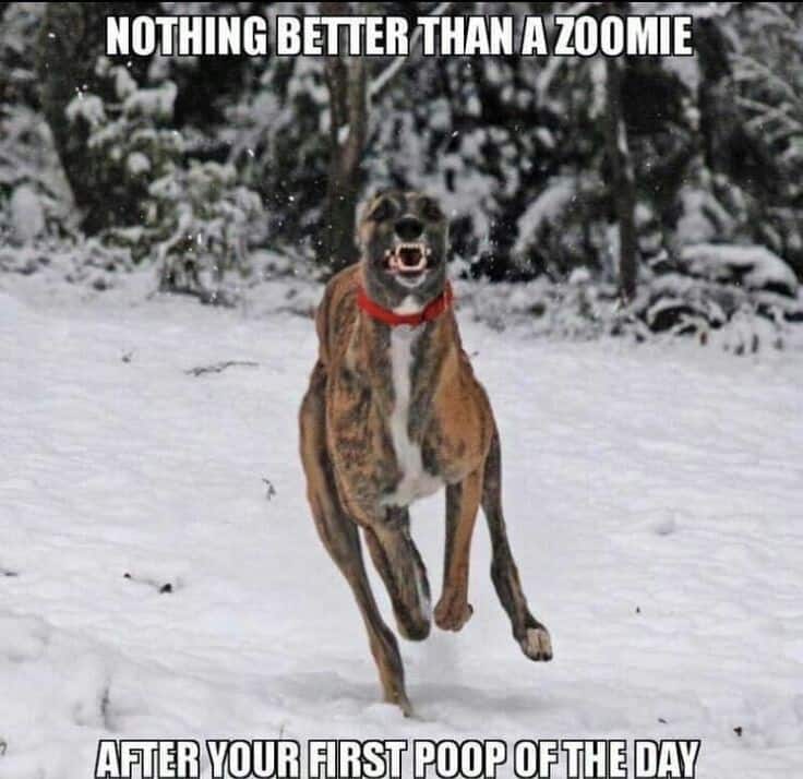 Great dane meme - nothing better than a zoomie after your first poop of the day