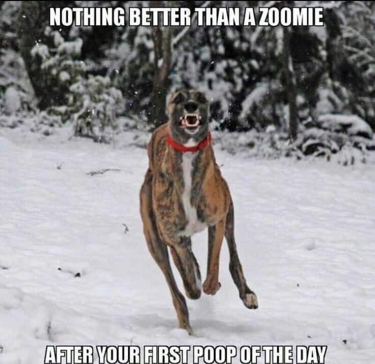 Great Dane Meme - Nothing better than a zoomie after your first poop of the day