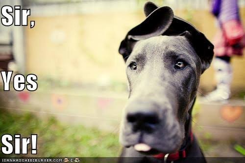 Great Dane Meme - Sir, yes sir!