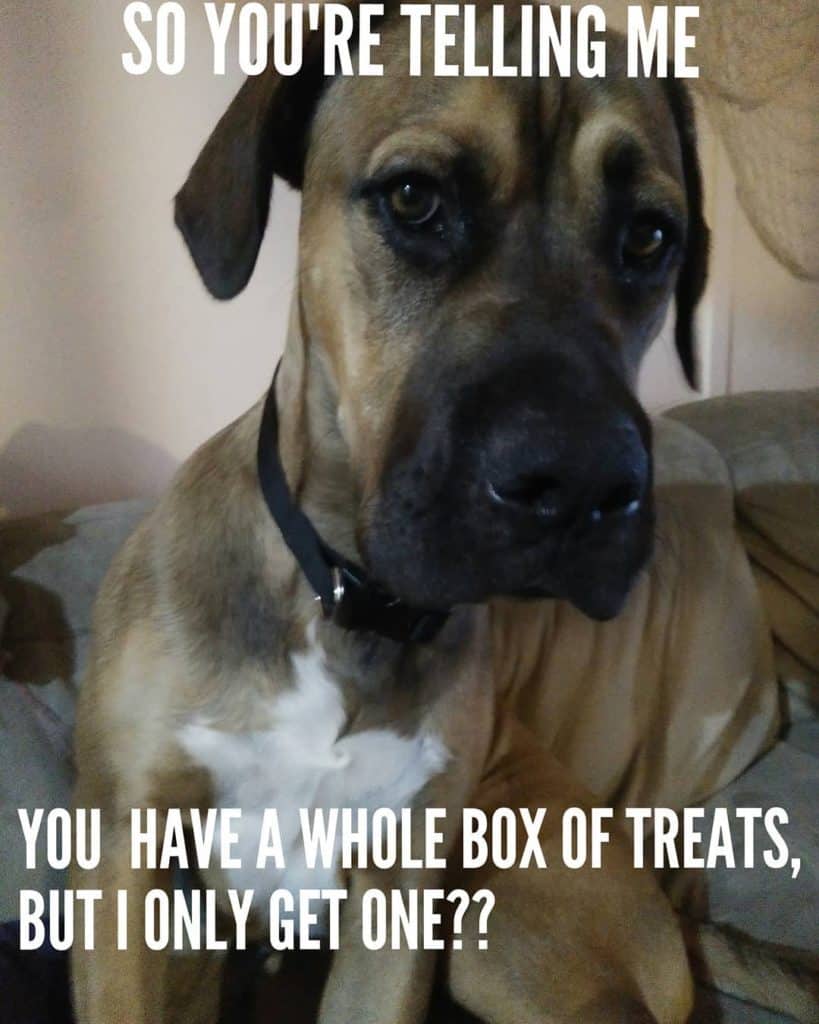 Great Dane Meme - So you're telling me you have a whole box of treats but I only get one