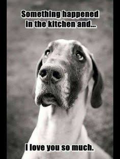 Great dane meme - something happened in the kitchen and... I love you so much.