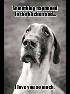 Great Dane Meme - Something happened in the kitchen and... I love you so much.