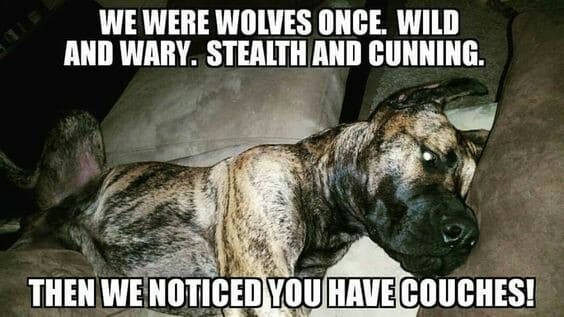 Great dane meme - we were wolves once, wild and wary, stealth and cunning. Then we noticed you have couches!