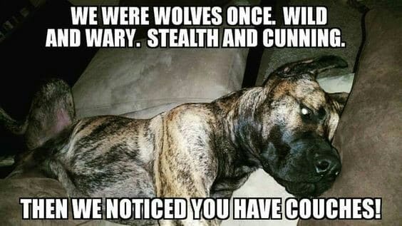 Great Dane Meme - We were wolves once, wild and wary, stealth and cunning. Then we noticed you have couches!