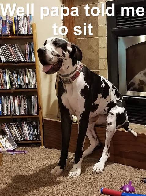 Great Dane Meme - Well papa told me to sit.