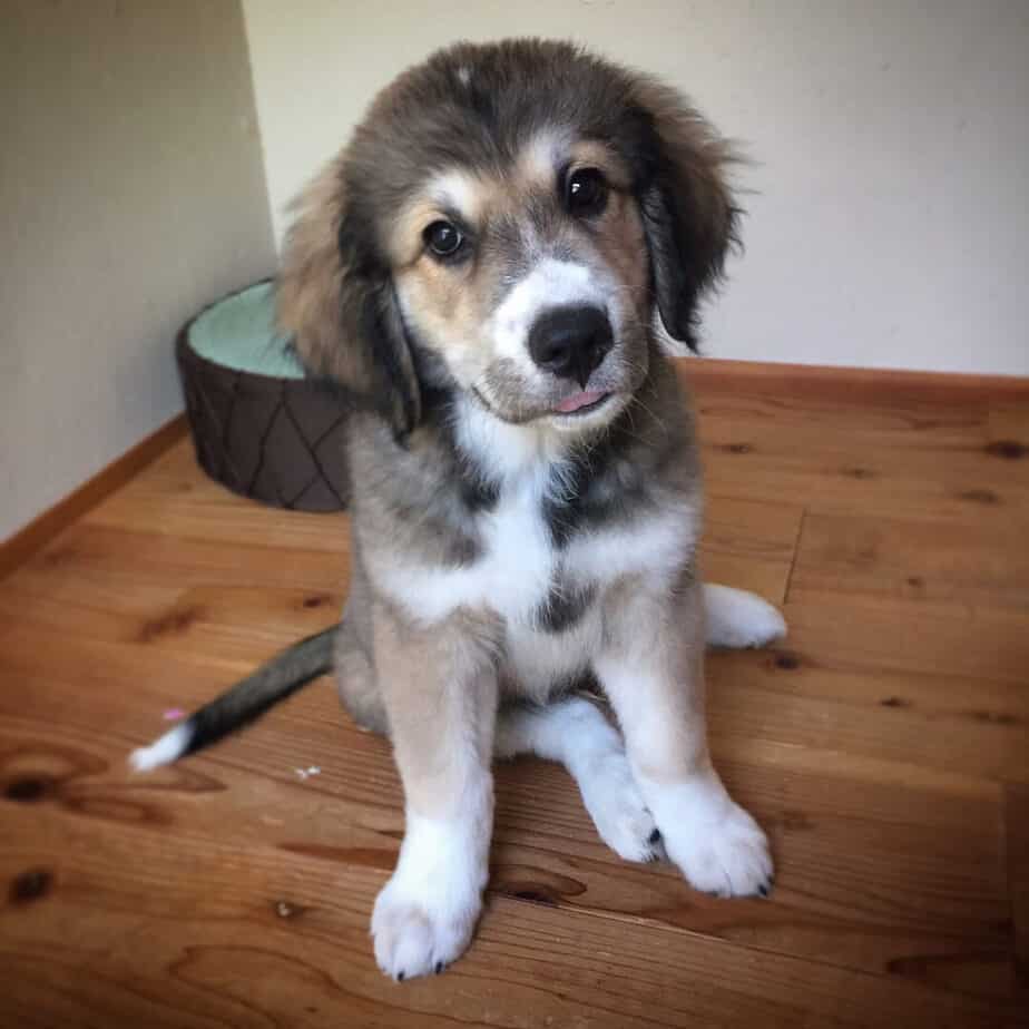 English Bulldog Golden Retriever Mix