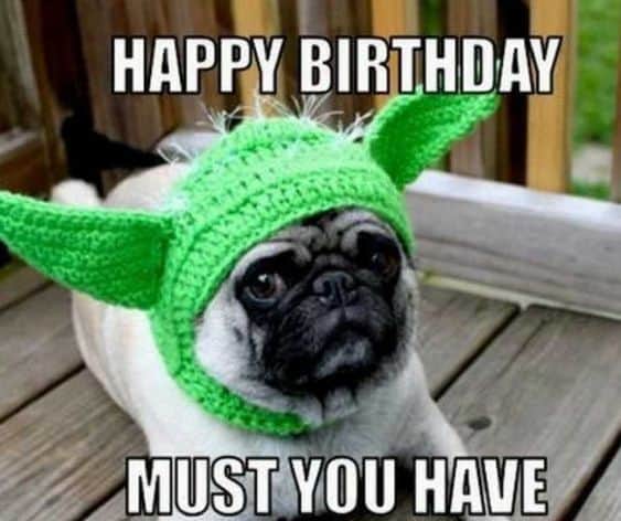 Happy birthday dog meme - happy birthday must you have