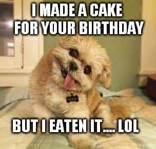 Happy birthday dog meme - i made a cake for your birthday but i eaten it.... Lol