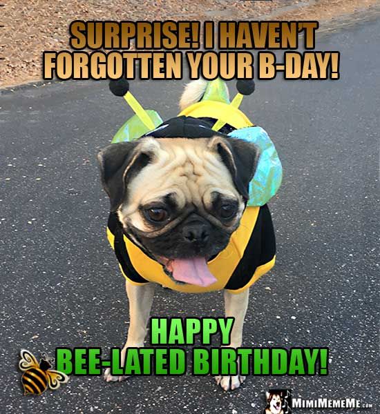 Happy Birthday Dog Meme - Surprise! I haven't forgotten your b-day! Happy Bee-lated Birthday!