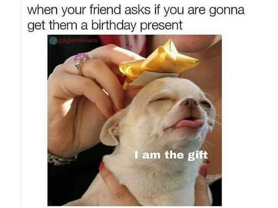 Happy birthday dog meme - when your friend asks if you are gonna get them a birthday present i am the gift