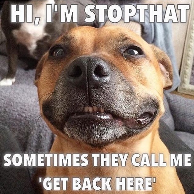 Pitbull meme - hi, i'm stopthat sometimes they call me get back here