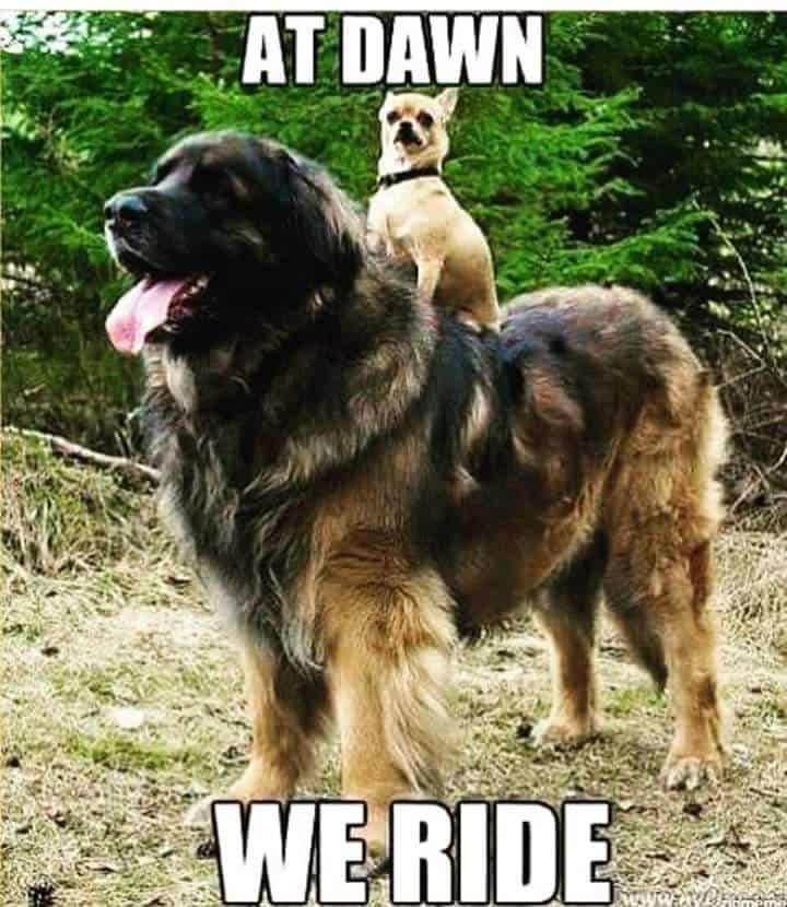 Hilarious dog meme - at dawn we ride