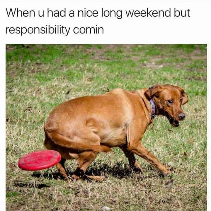 Hilarious dog meme - when u had a nice long weekend but responsibility comin