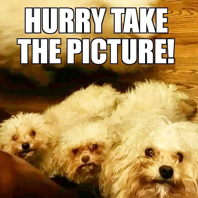 Poodle meme - hurry take the picture