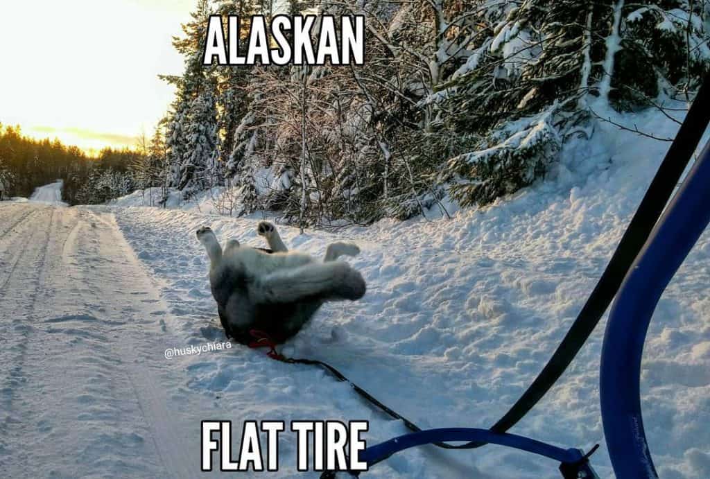 Husky meme - alaskan flat tire