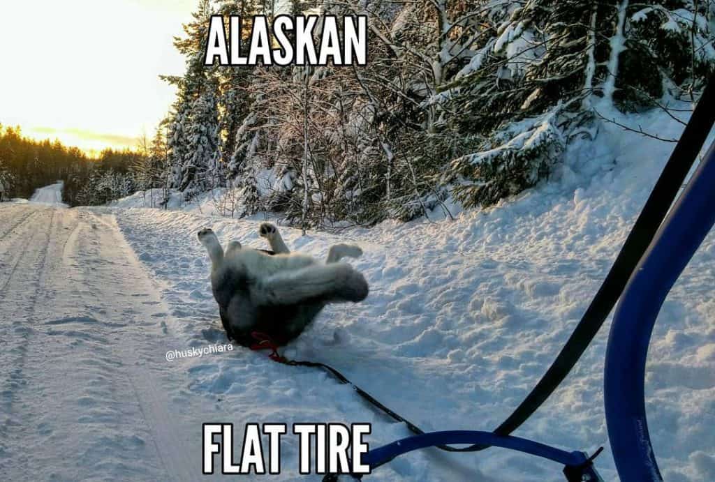 Husky Meme - Alaskan Flat tire