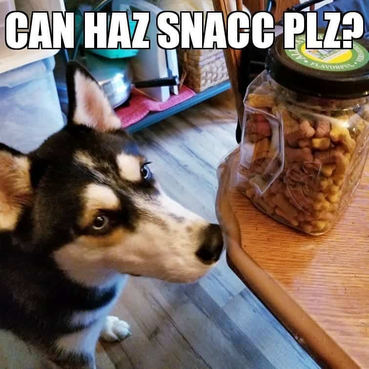 Husky meme - can haz snacc plz