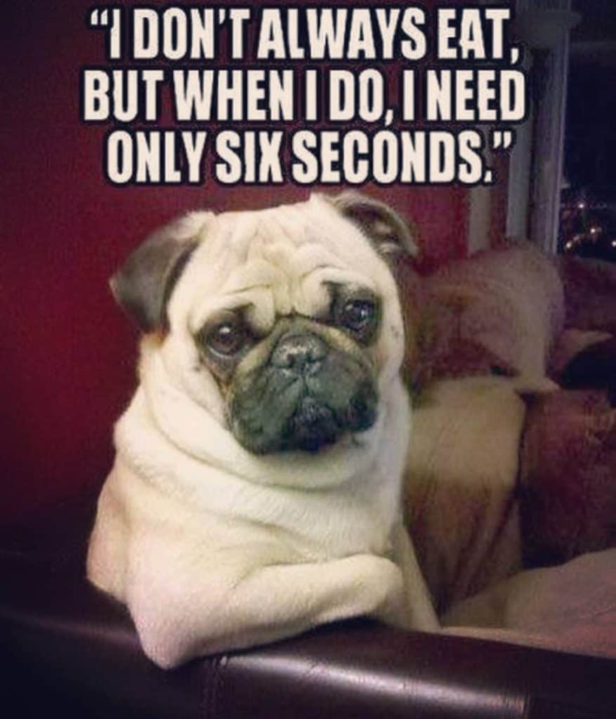 I don't always eat but when i do i need only six seconds - pug meme