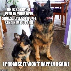 50+ funniest german shepherd memes