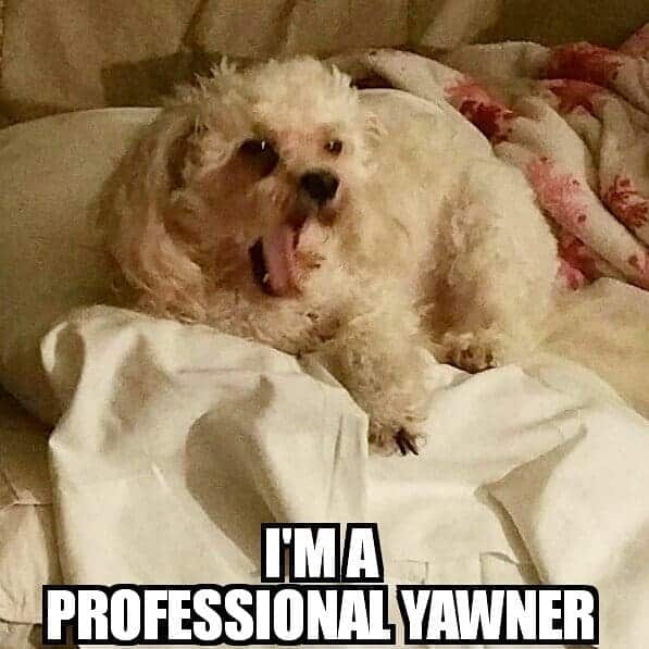 Poodle meme - i'm a professional yawner