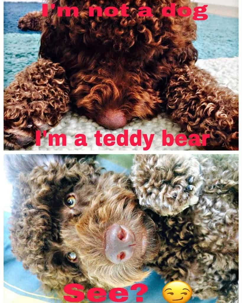 Poodle meme - i'm not a dog. I'm a teddy bear. See