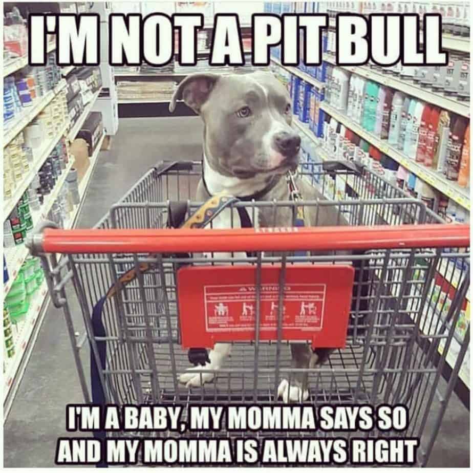 Pitbull meme - i'm not a pitbull i'm a baby, my momma says so and my momma is always right