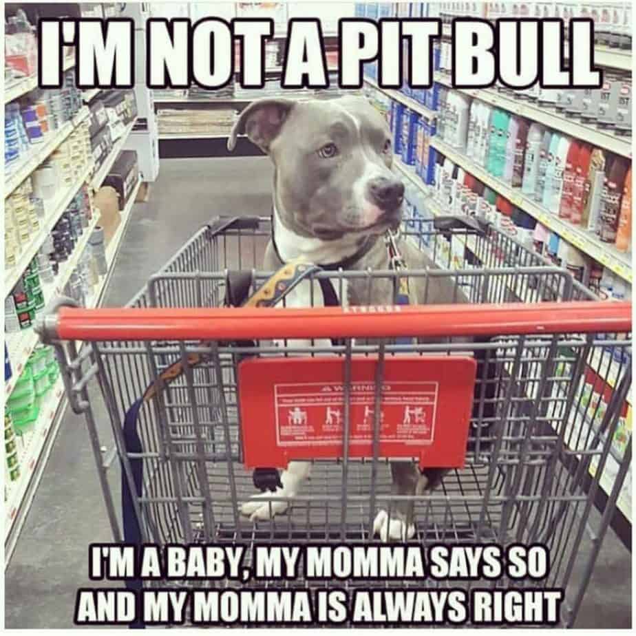 Pitbull Meme - I'm not a pitbull I'm a baby, my momma says so and my momma is always right