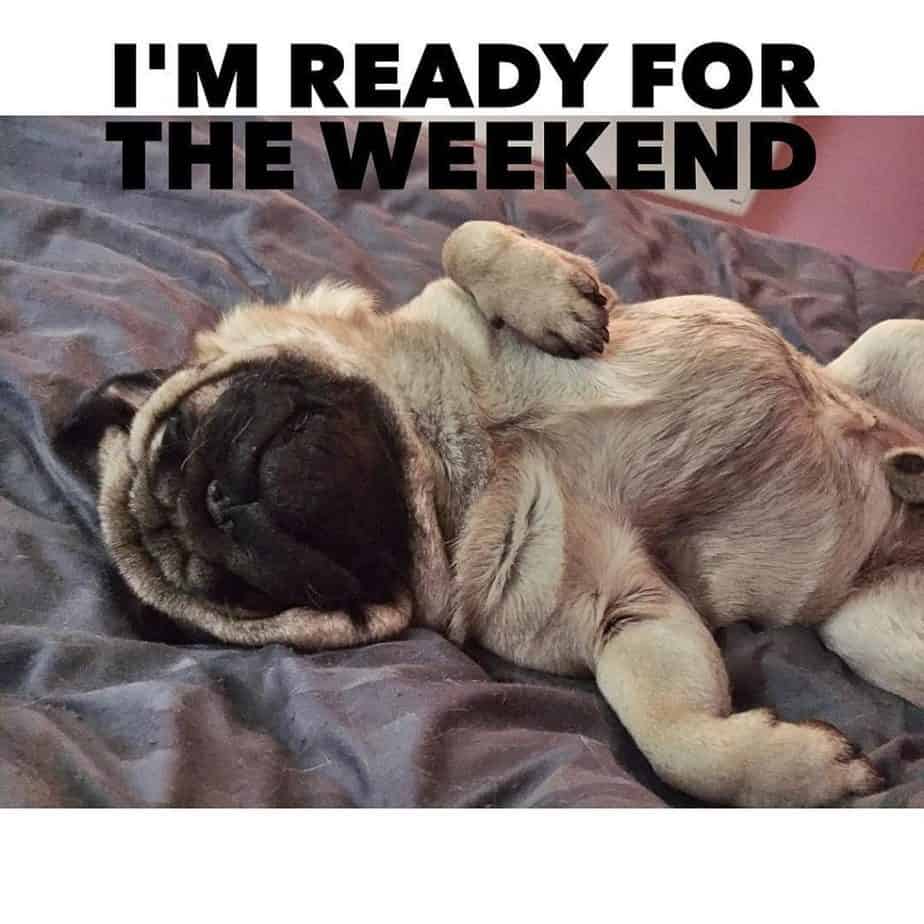 I'm ready for the weekend - pug meme