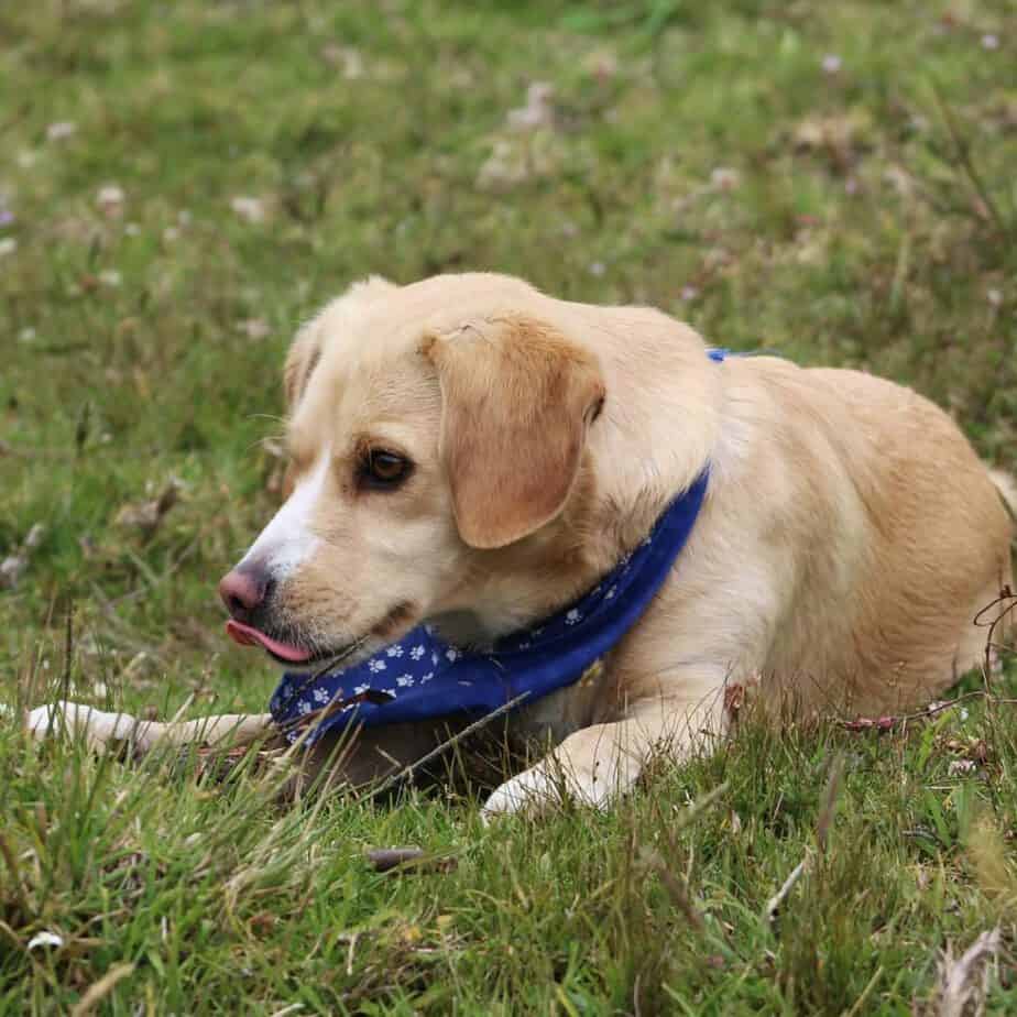 Labrador beagle mix