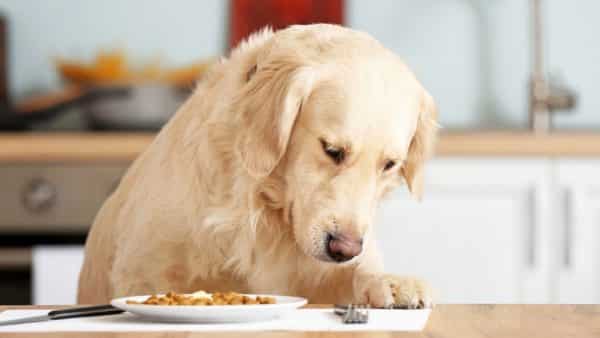 Labrador dog food
