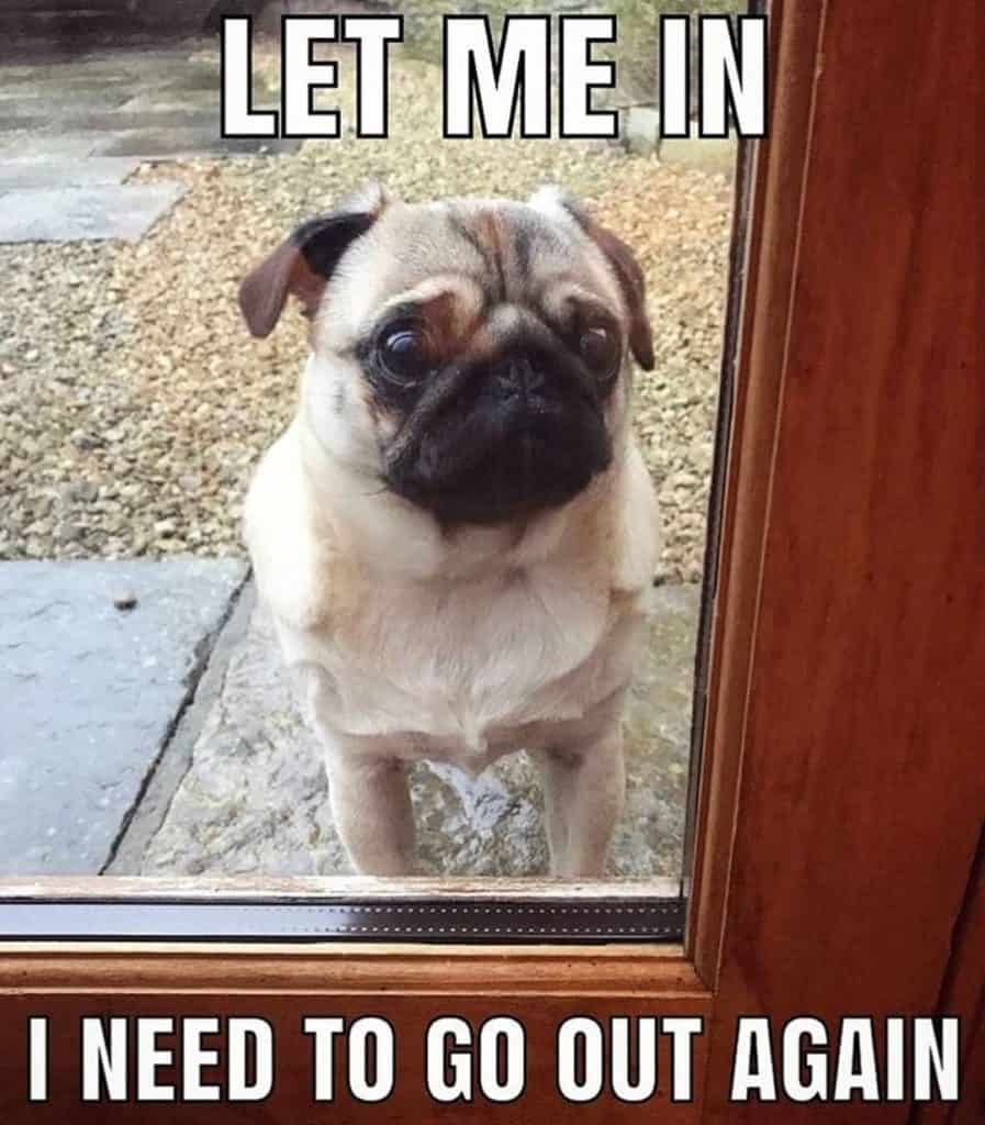 Let me in i need to go out again - pug meme