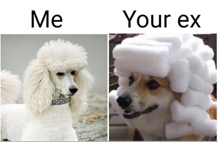 Poodle meme - me your ex