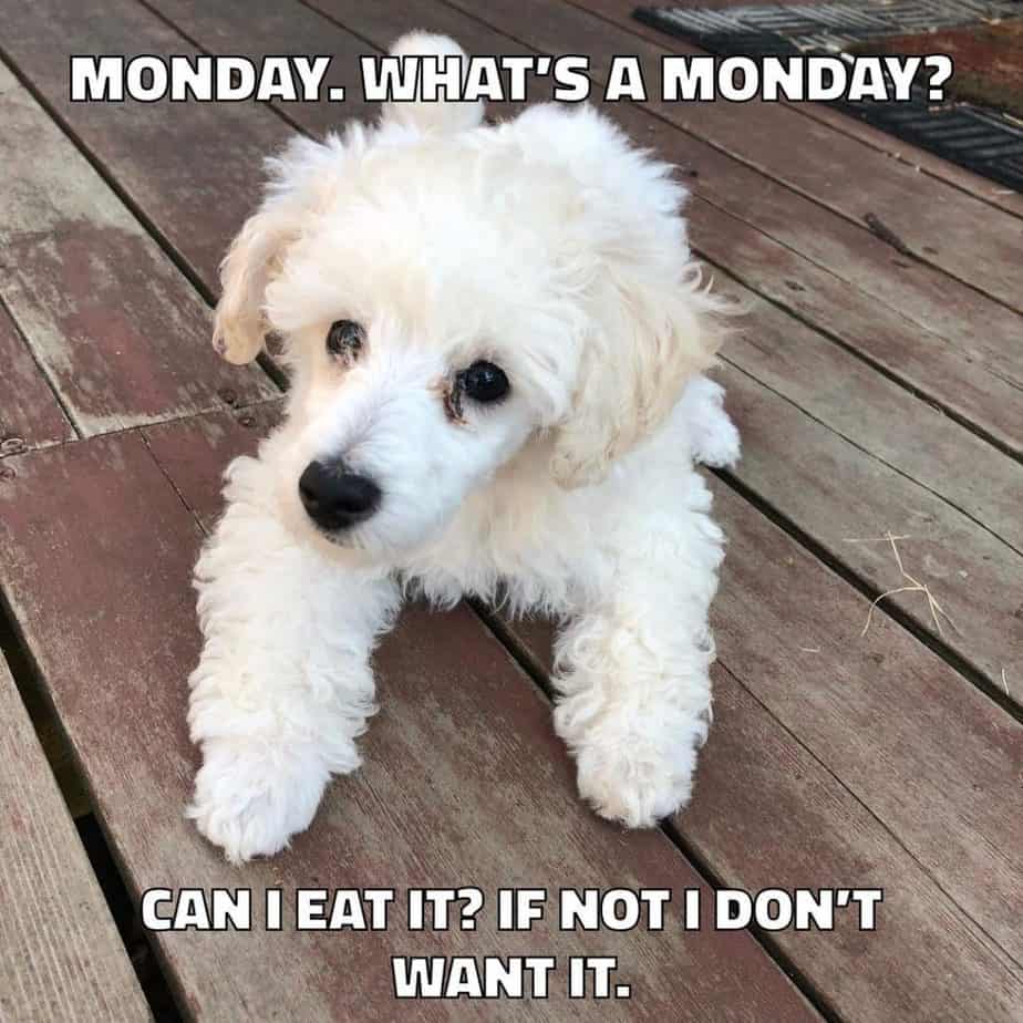 Poodle meme - monday. What's monday. Can i eat it if not i don't want it