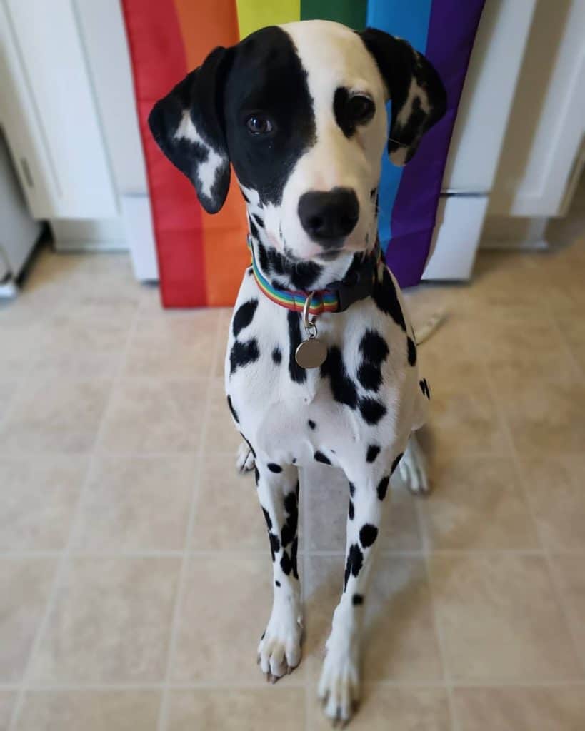 Newfoundland Dalmatian Mix