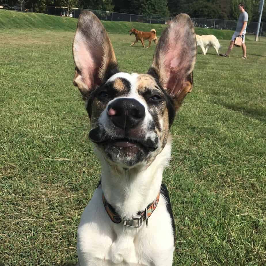 German Shepherd Great Dane Mix Facts Alpha Paw
