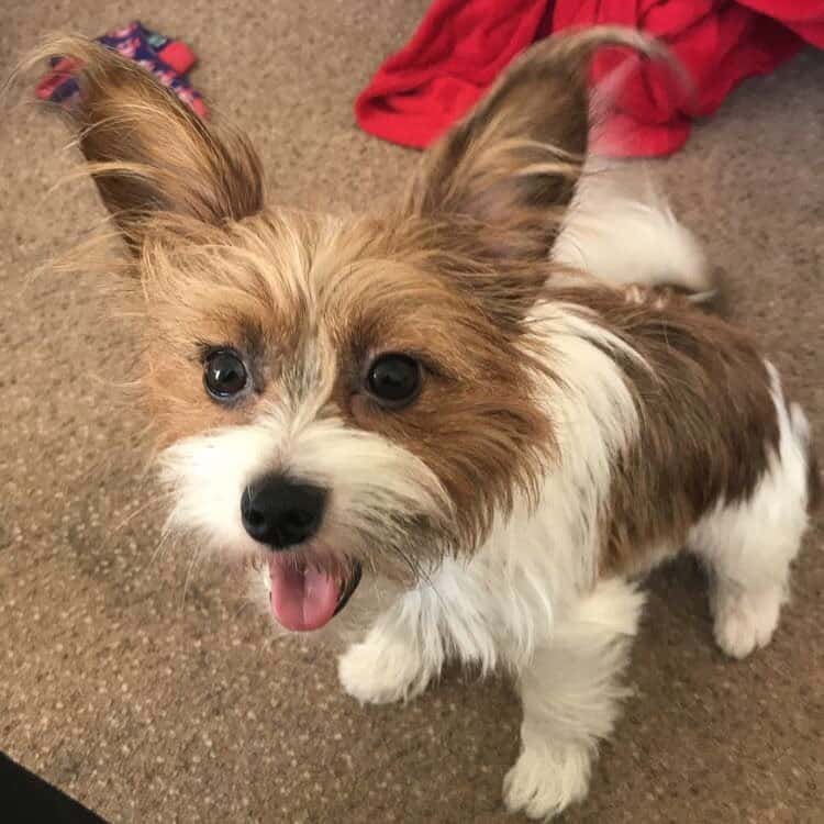  Jack Russell Papillon Mix