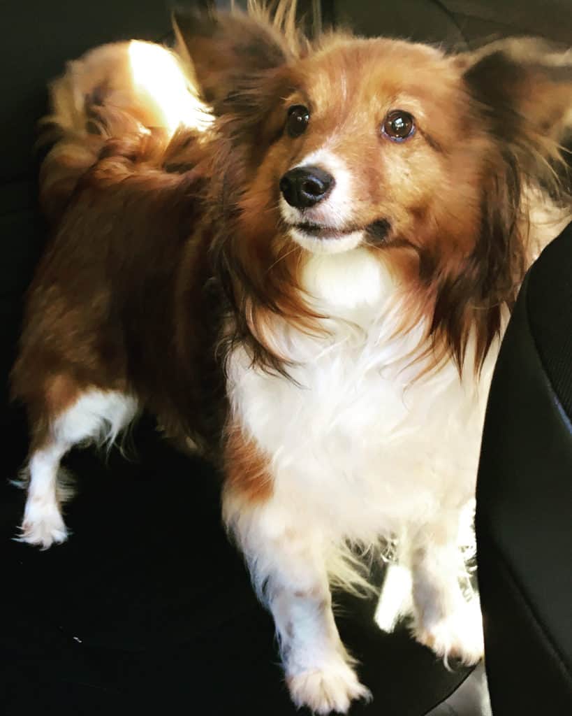 Yorkie Papillon Mix