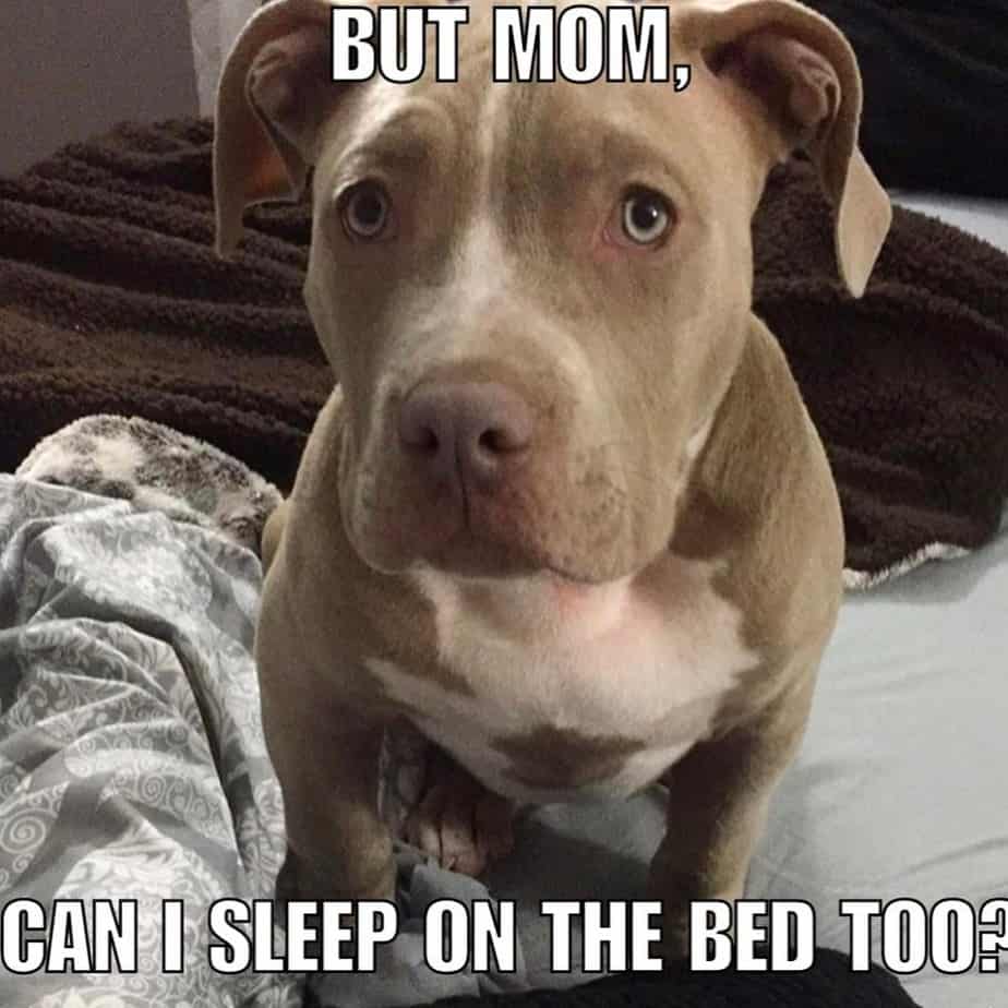 Pitbull meme - but mom, can i sleep on the bed too